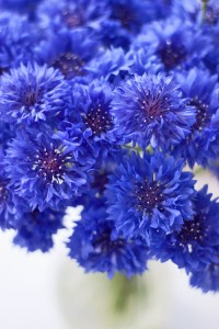 Blue-cornflowers-Flowerona-2